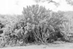 Mito del quishuar: árbol protector
