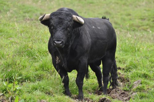 Mito de Juan Machete (toro)